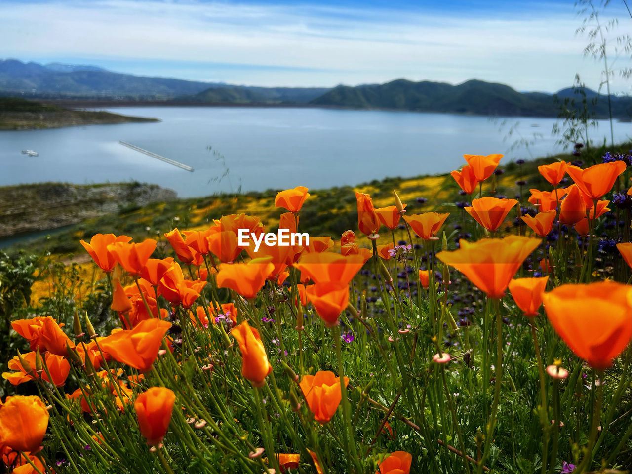 plant, flower, flowering plant, beauty in nature, nature, sky, water, land, freshness, landscape, scenics - nature, environment, cloud, orange color, no people, tranquility, tranquil scene, meadow, mountain, field, fragility, sea, day, wildflower, growth, poppy, non-urban scene, grass, rural scene, outdoors, flower head, petal, idyllic, travel destinations, springtime, sunlight, inflorescence, multi colored, red, mountain range, plain, travel, yellow