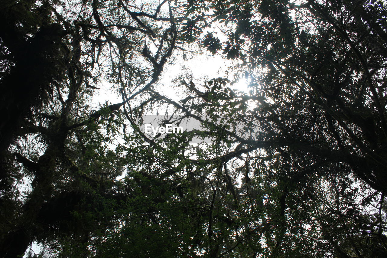 LOW ANGLE VIEW OF TREES AGAINST SKY IN FOREST