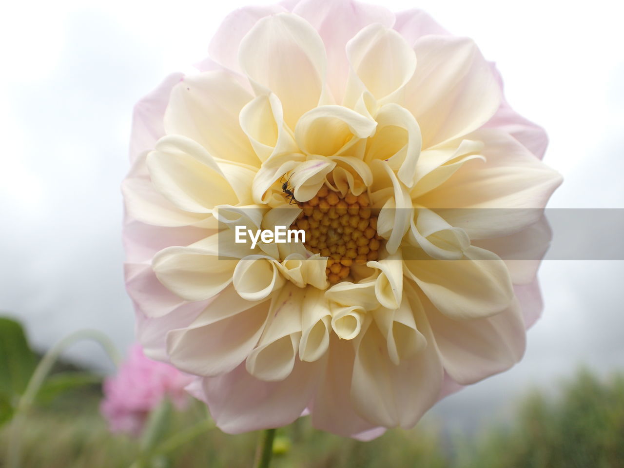 Close-up of flower blooming against sky