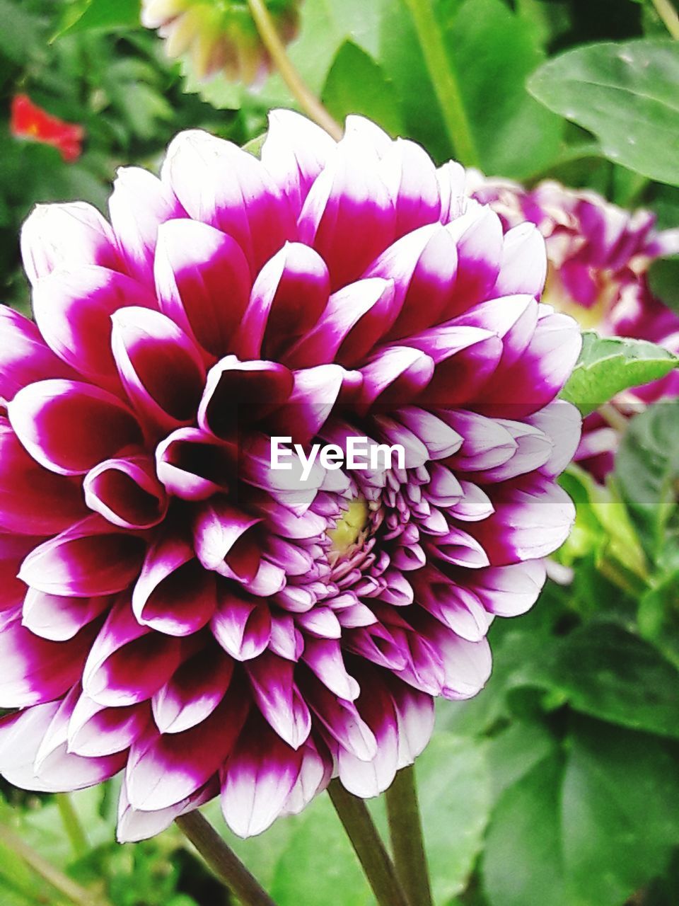 CLOSE-UP OF PINK FLOWER BLOOMING OUTDOORS