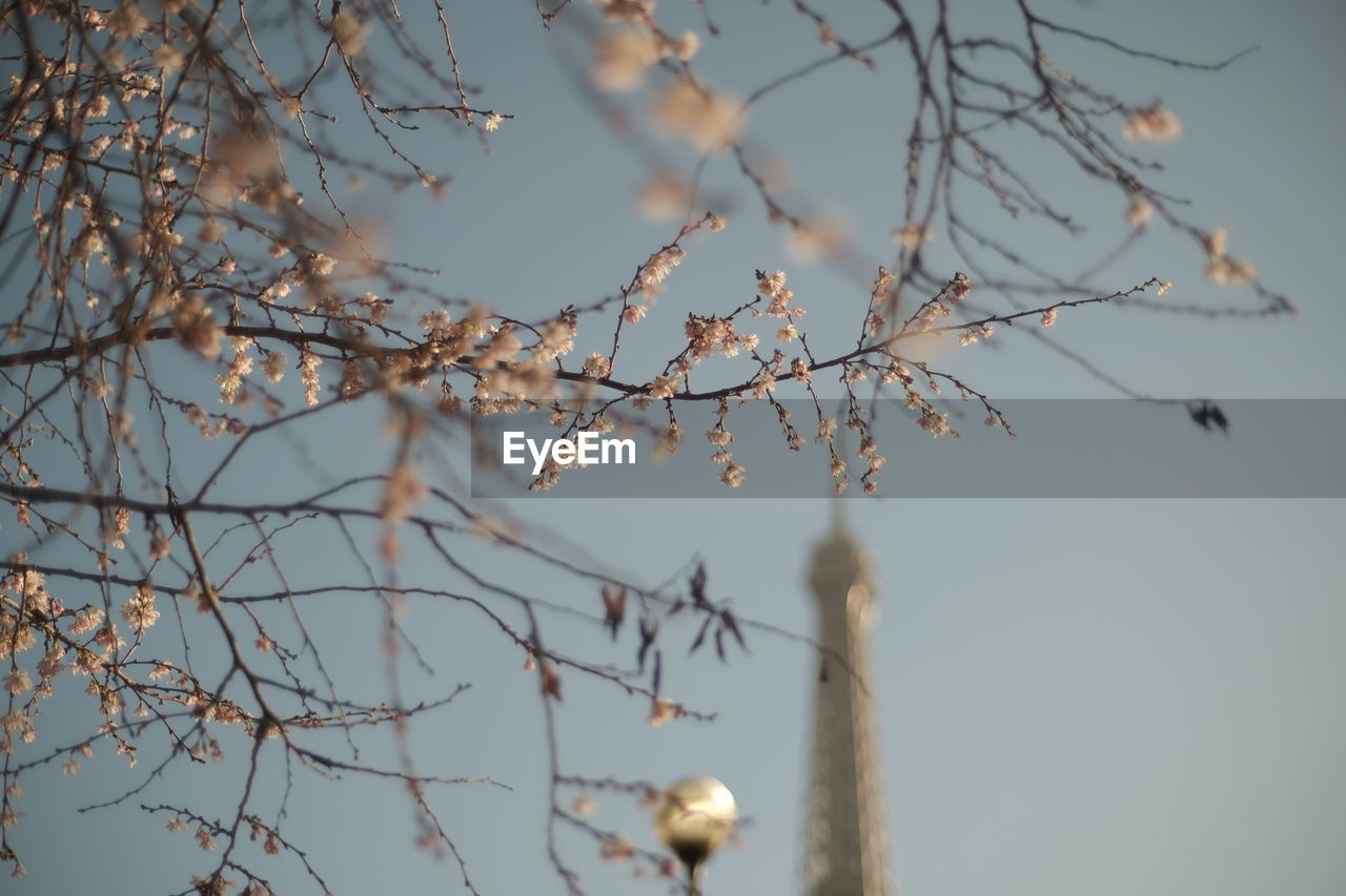 tree, plant, branch, twig, nature, winter, sky, flower, no people, beauty in nature, low angle view, leaf, outdoors, spring, day, blossom, tranquility, growth, focus on foreground, frost, fragility, clear sky, bare tree