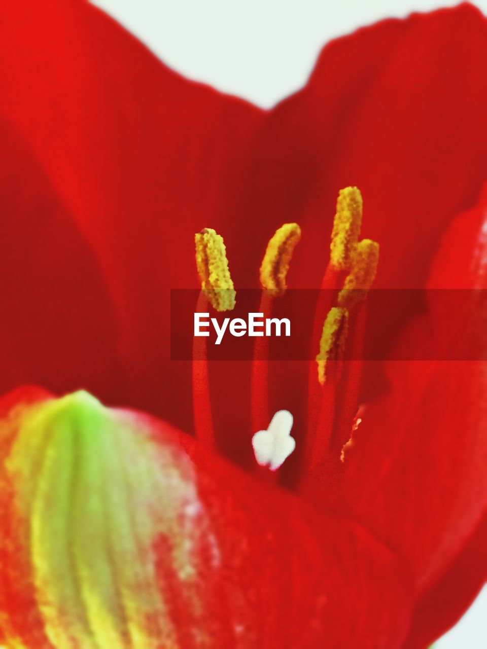 Close-up of amaryllis against white background
