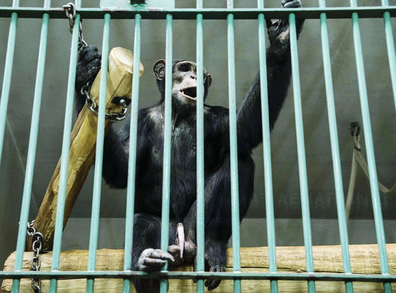 Low angle view of chimpanzee in cage