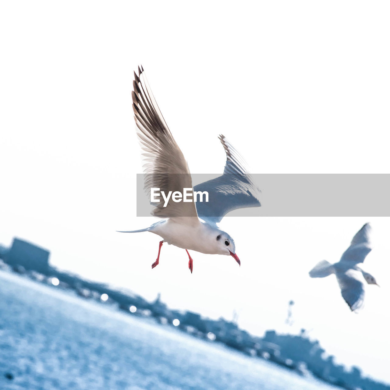 Birds flying in sky