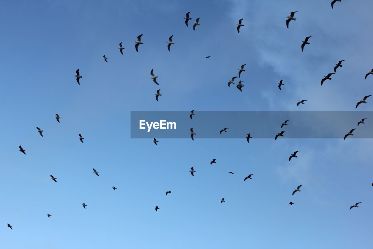 FLOCK OF BIRDS IN SKY