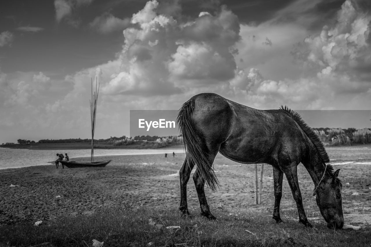 Horse standing in a field