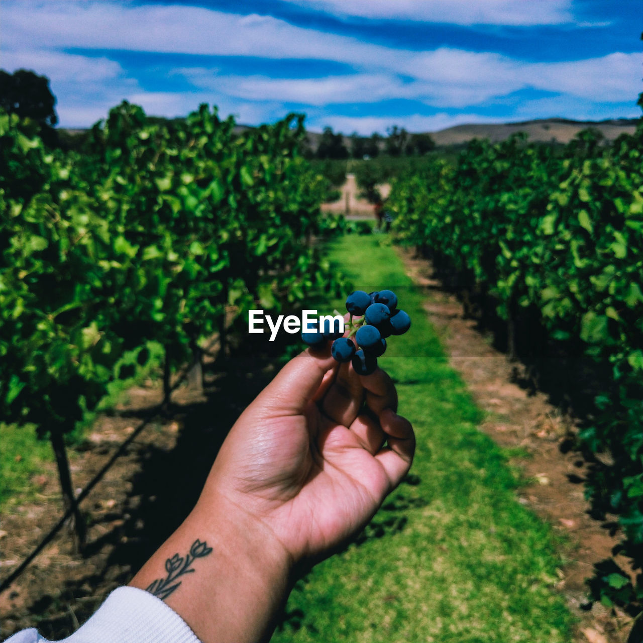 Midsection of person holding fruit on field against sky