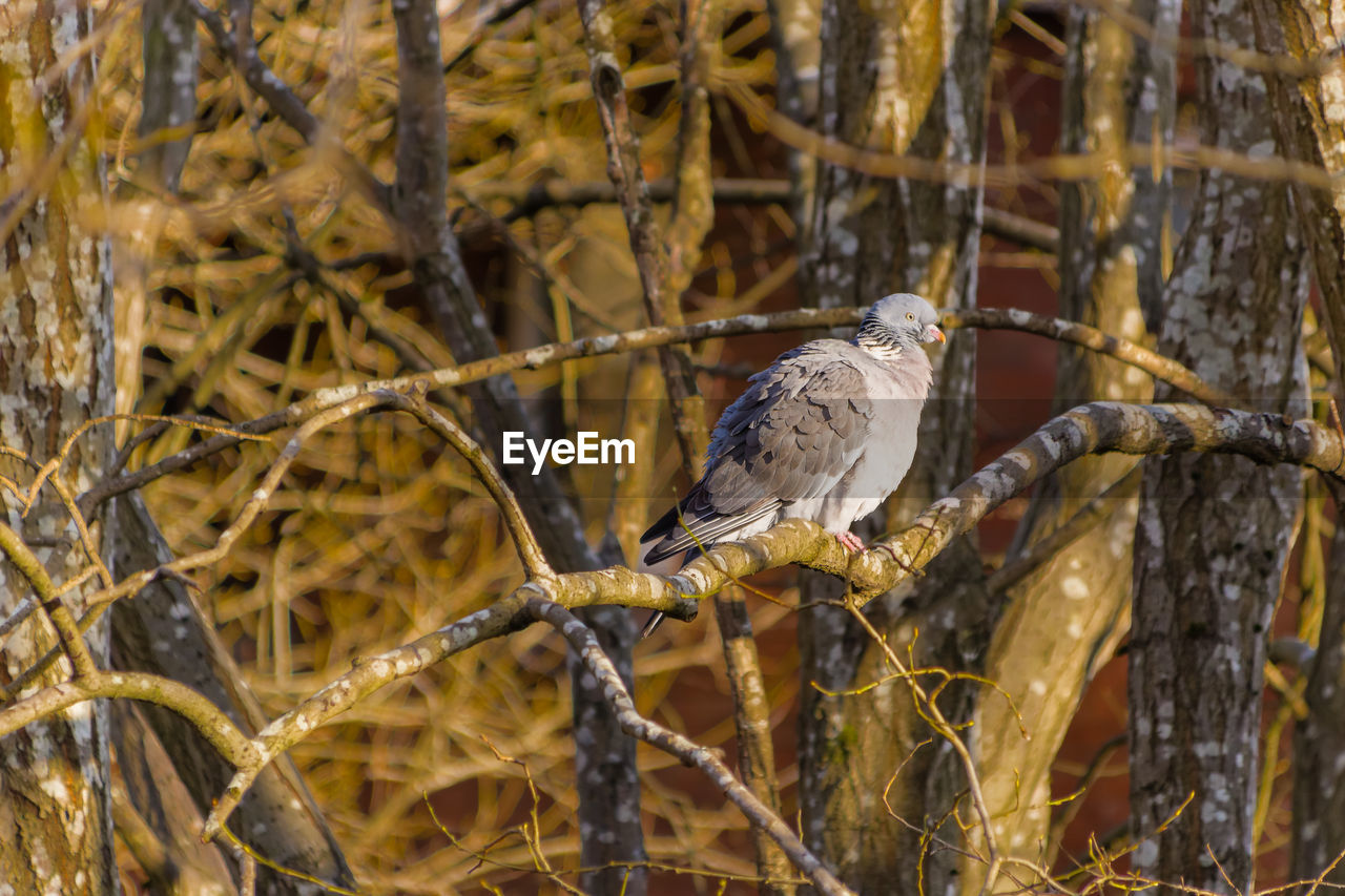 CLOSE-UP OF BIRD PERCHING ON BRANCHES