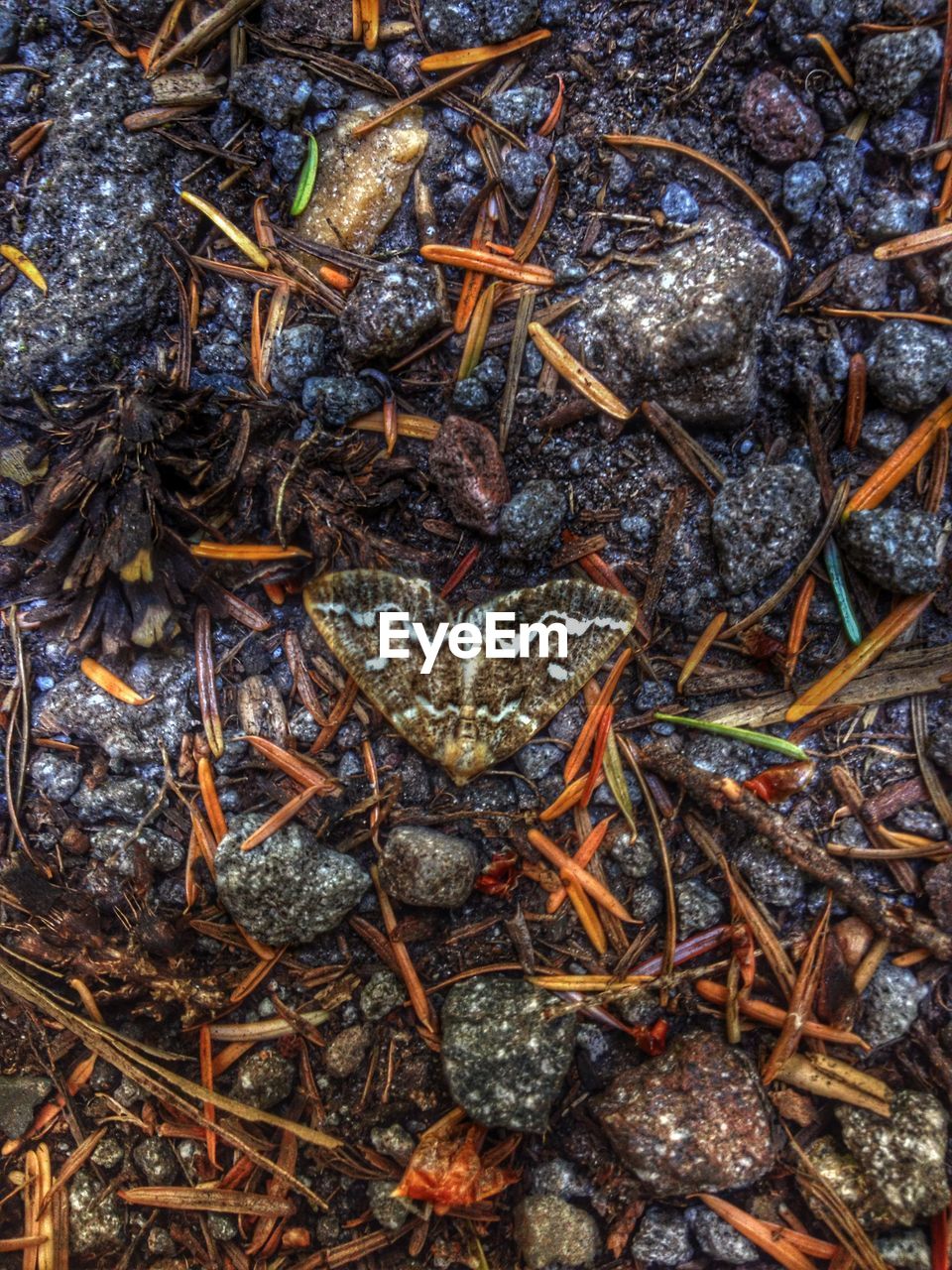 Close-up of moth on rocky landscape