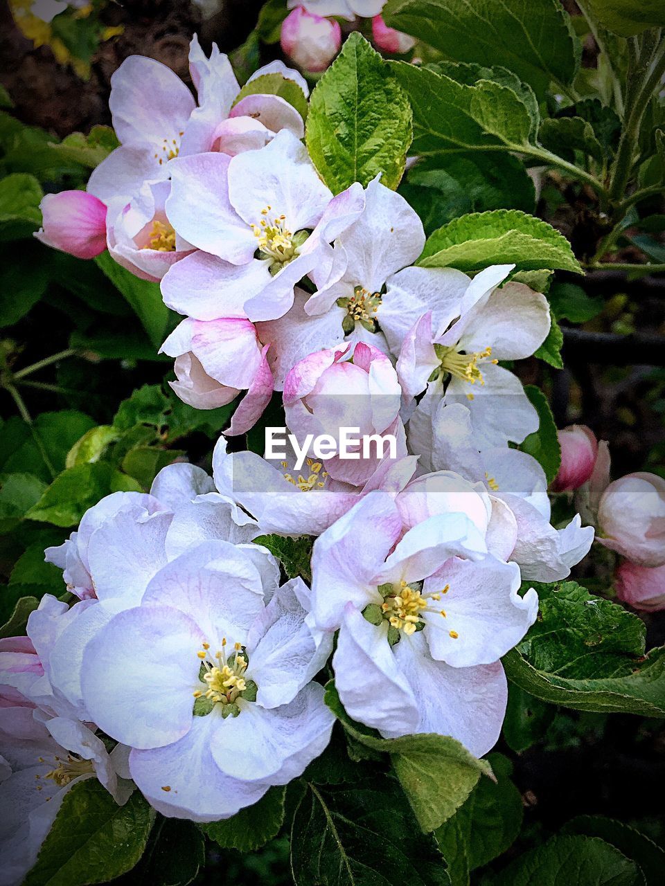 CLOSE-UP OF PURPLE FLOWERS BLOOMING OUTDOORS