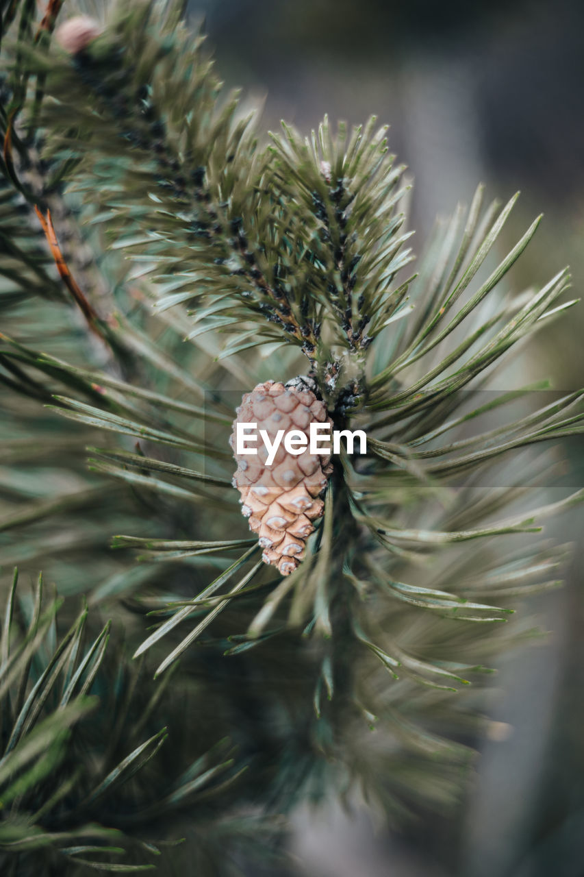 Close-up of pine cone on tree