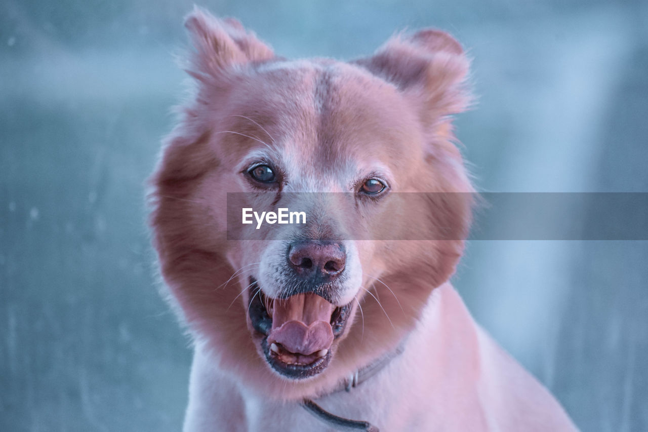 Close-up portrait of dog with mouth open