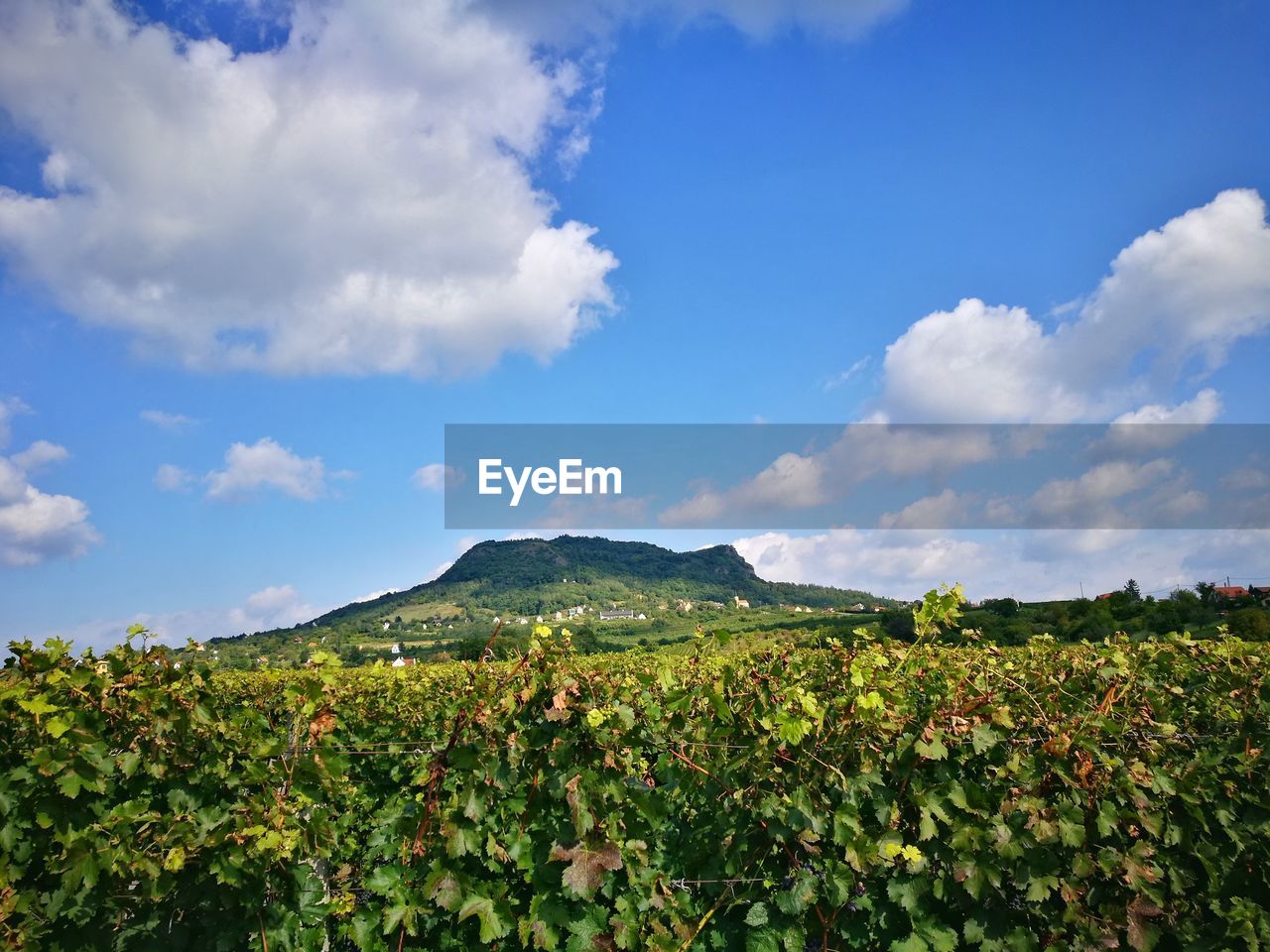 SCENIC VIEW OF FARM AGAINST SKY