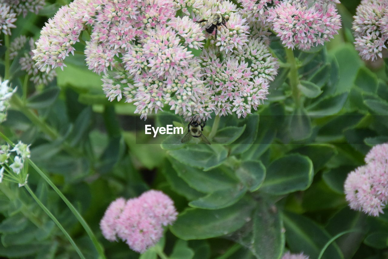 CLOSE-UP OF BEE ON PINK FLOWERS