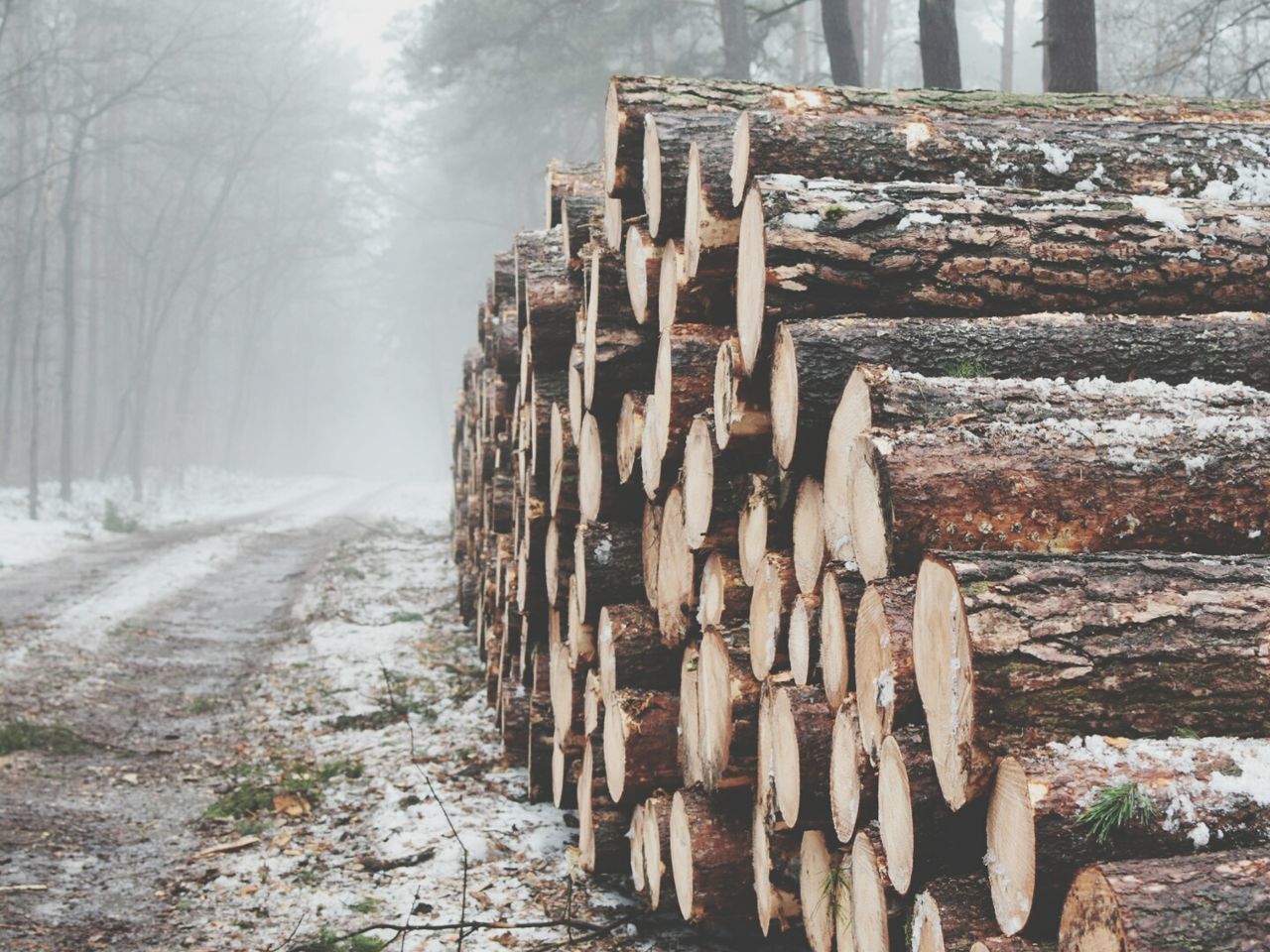 Logs during snowfall