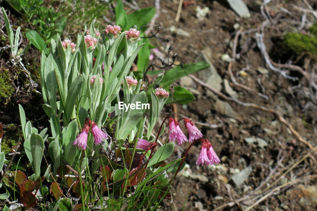 CLOSE-UP OF PLANTS GROWING ON FIELD