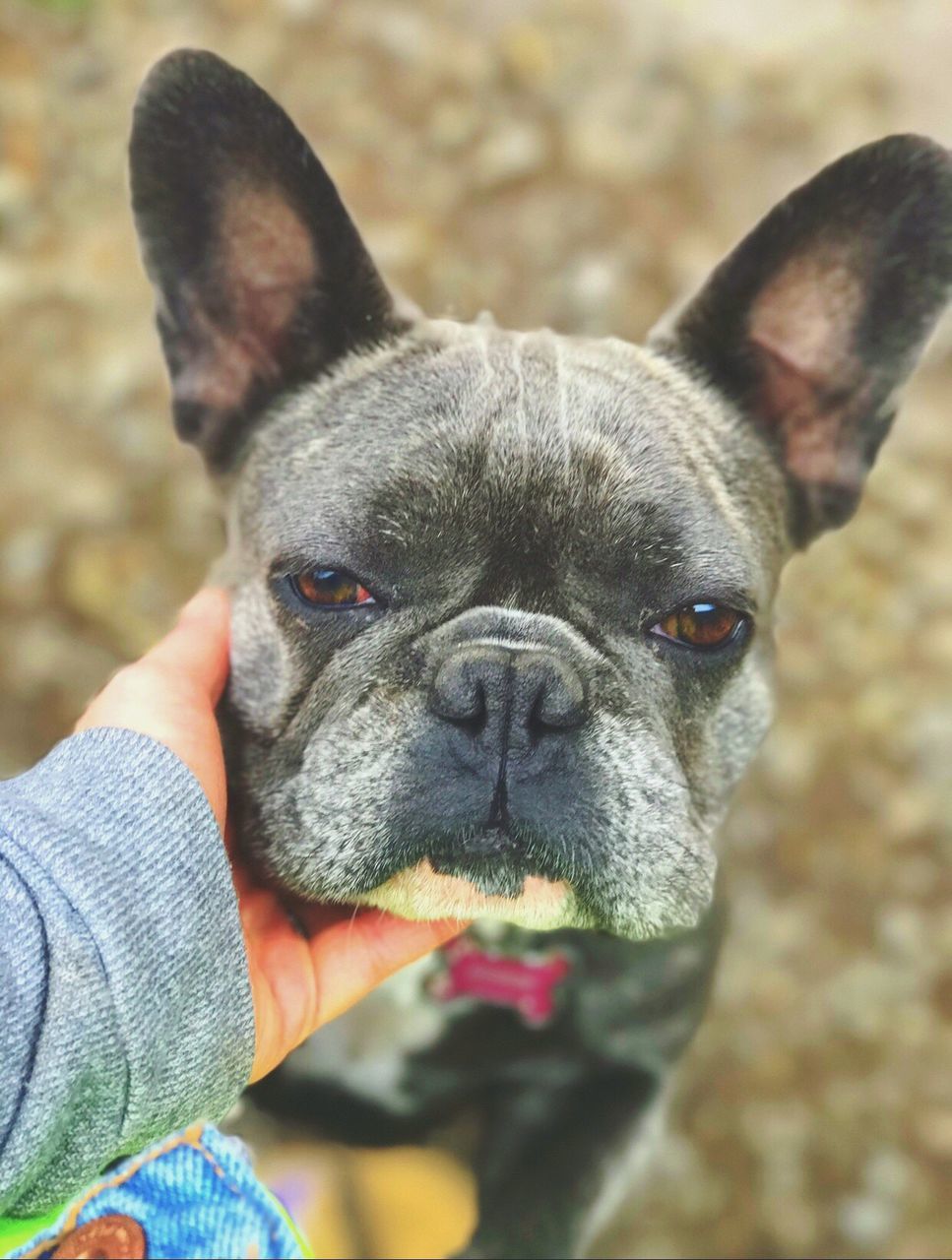 Close-up hand stroking french bulldog