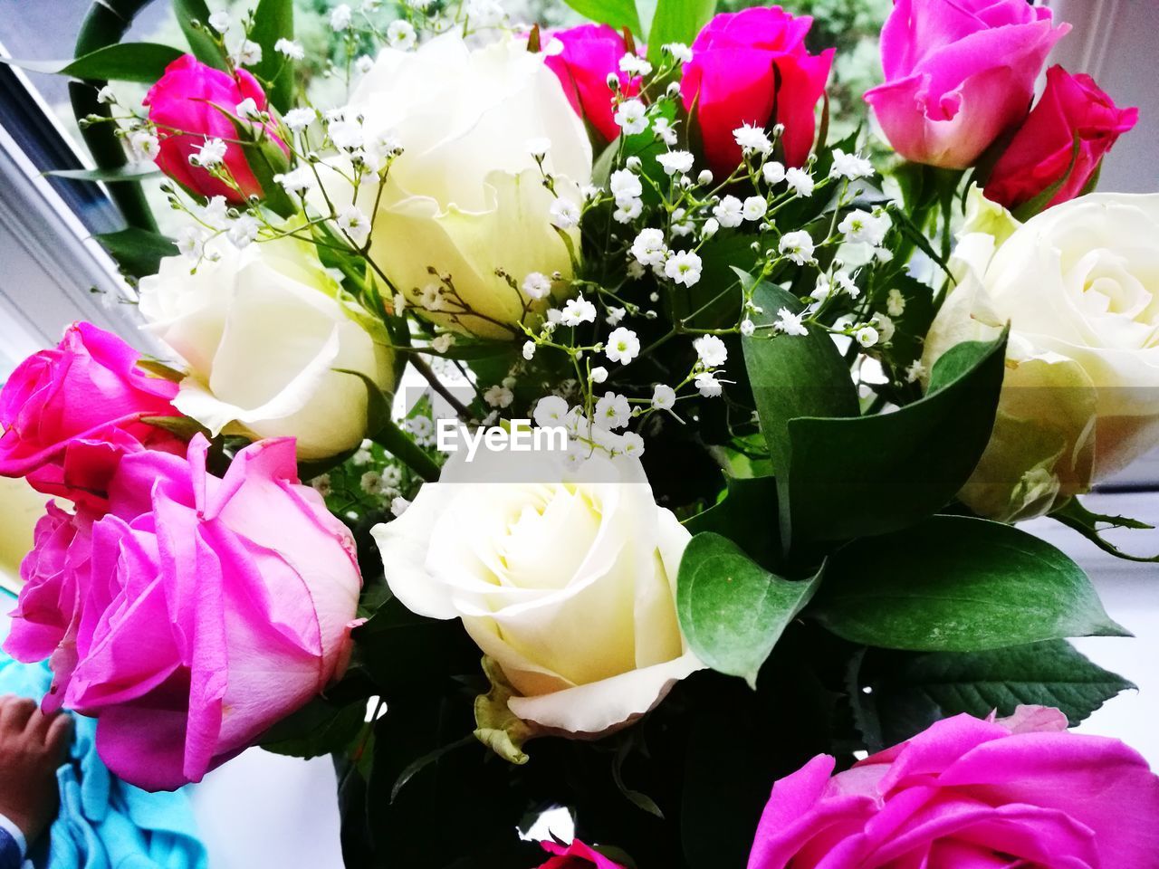 CLOSE-UP OF PINK ROSES ON PLANT