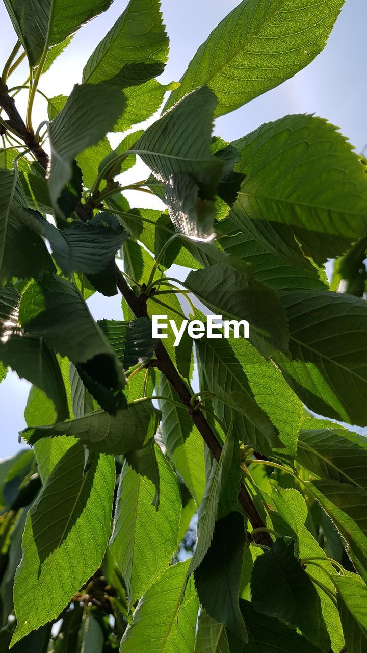 CLOSE-UP OF LEAVES