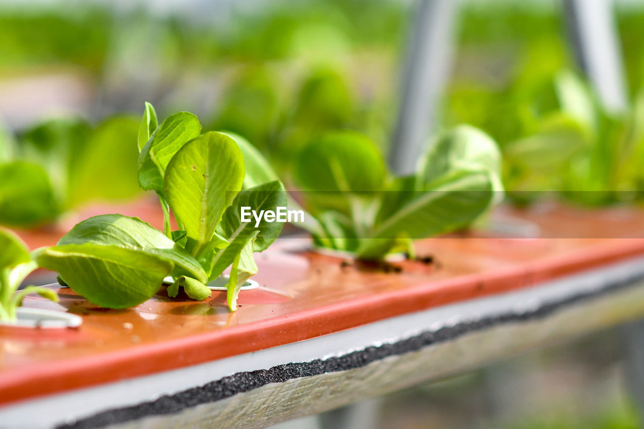 CLOSE-UP OF FRESH GREEN PLANT IN CONTAINER