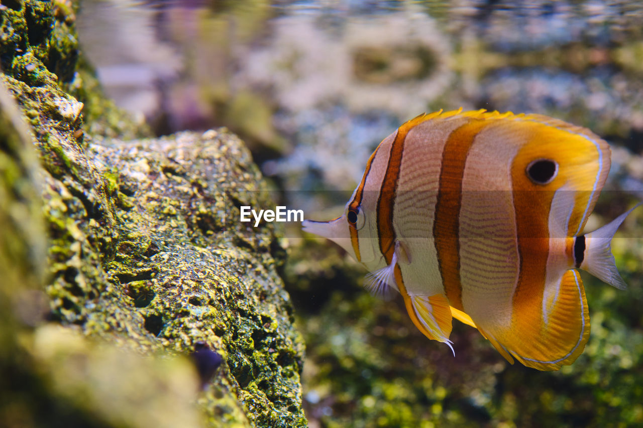 CLOSE-UP OF FISH SWIMMING