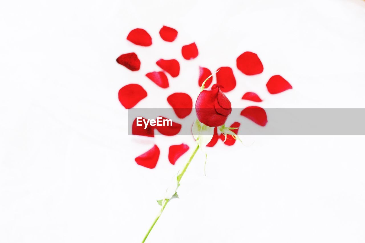 CLOSE-UP OF RED ROSES OVER WHITE BACKGROUND