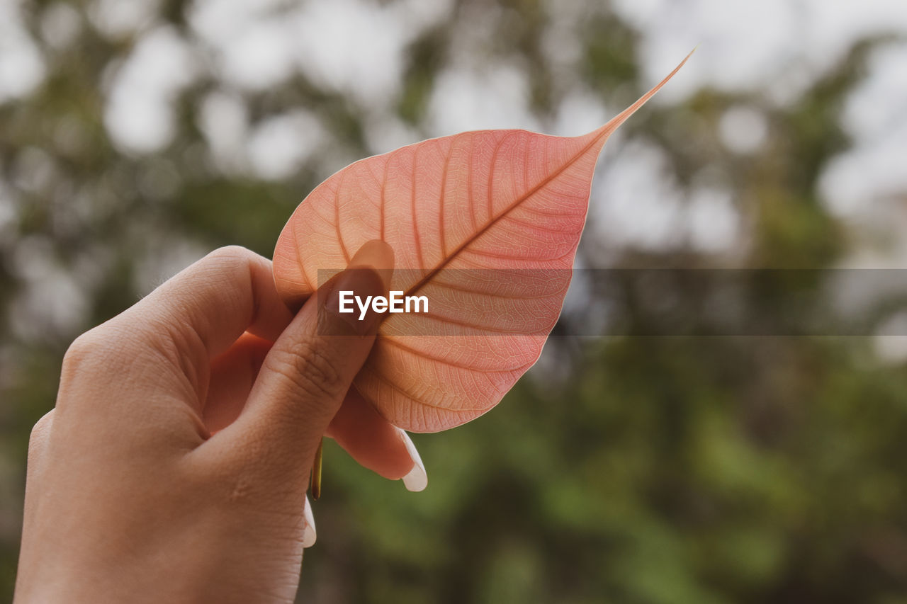 CLOSE-UP OF PERSON HOLDING LEAF