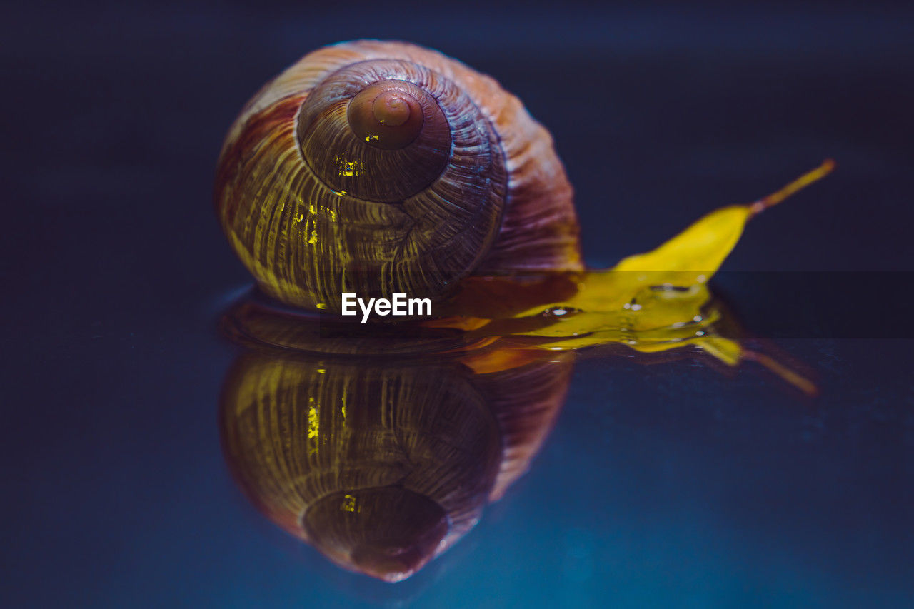 close-up of snail on water