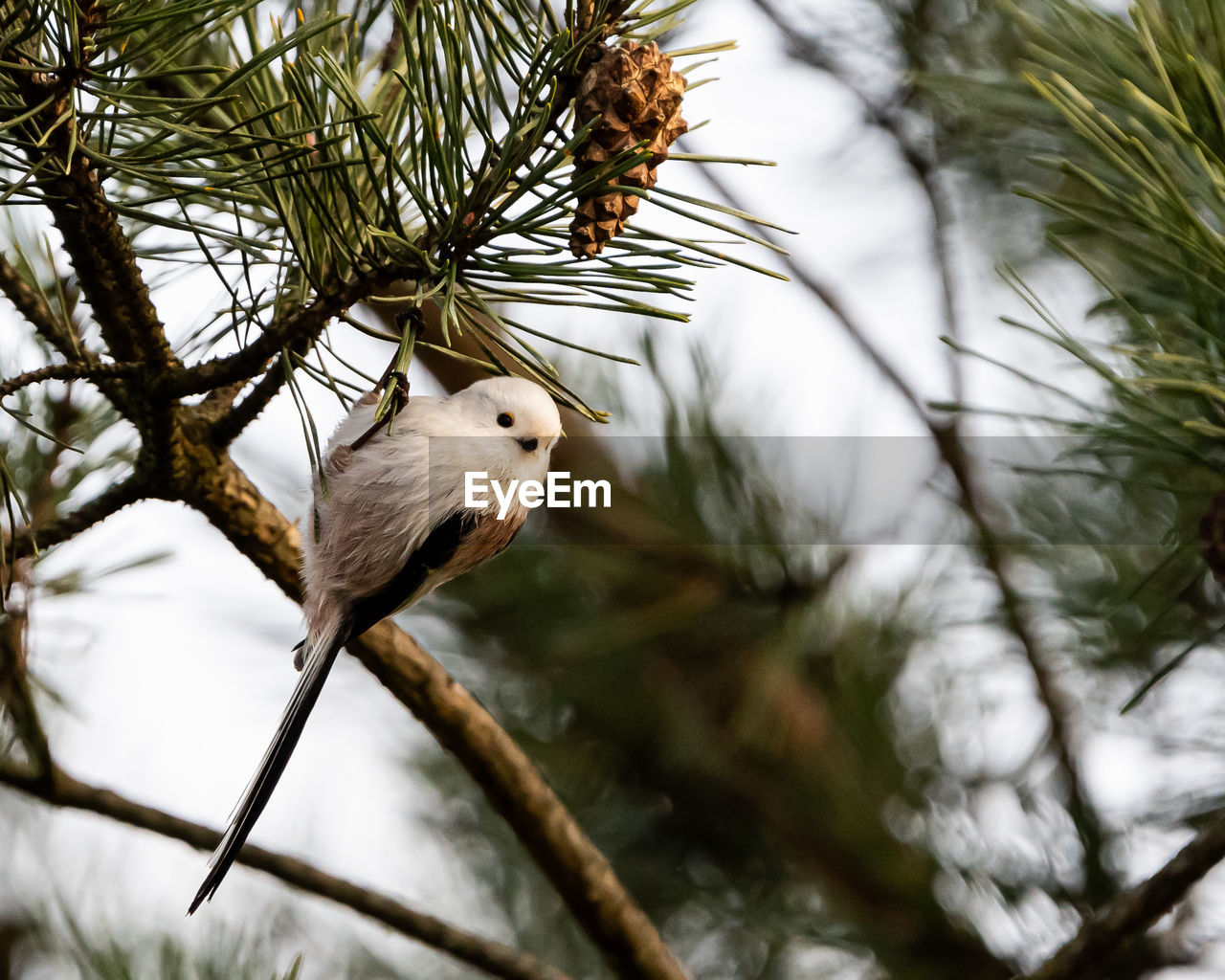 tree, animal, branch, animal themes, animal wildlife, nature, bird, wildlife, one animal, plant, perching, winter, no people, pine tree, coniferous tree, pinaceae, flower, beauty in nature, outdoors, close-up, bird of prey, low angle view, day