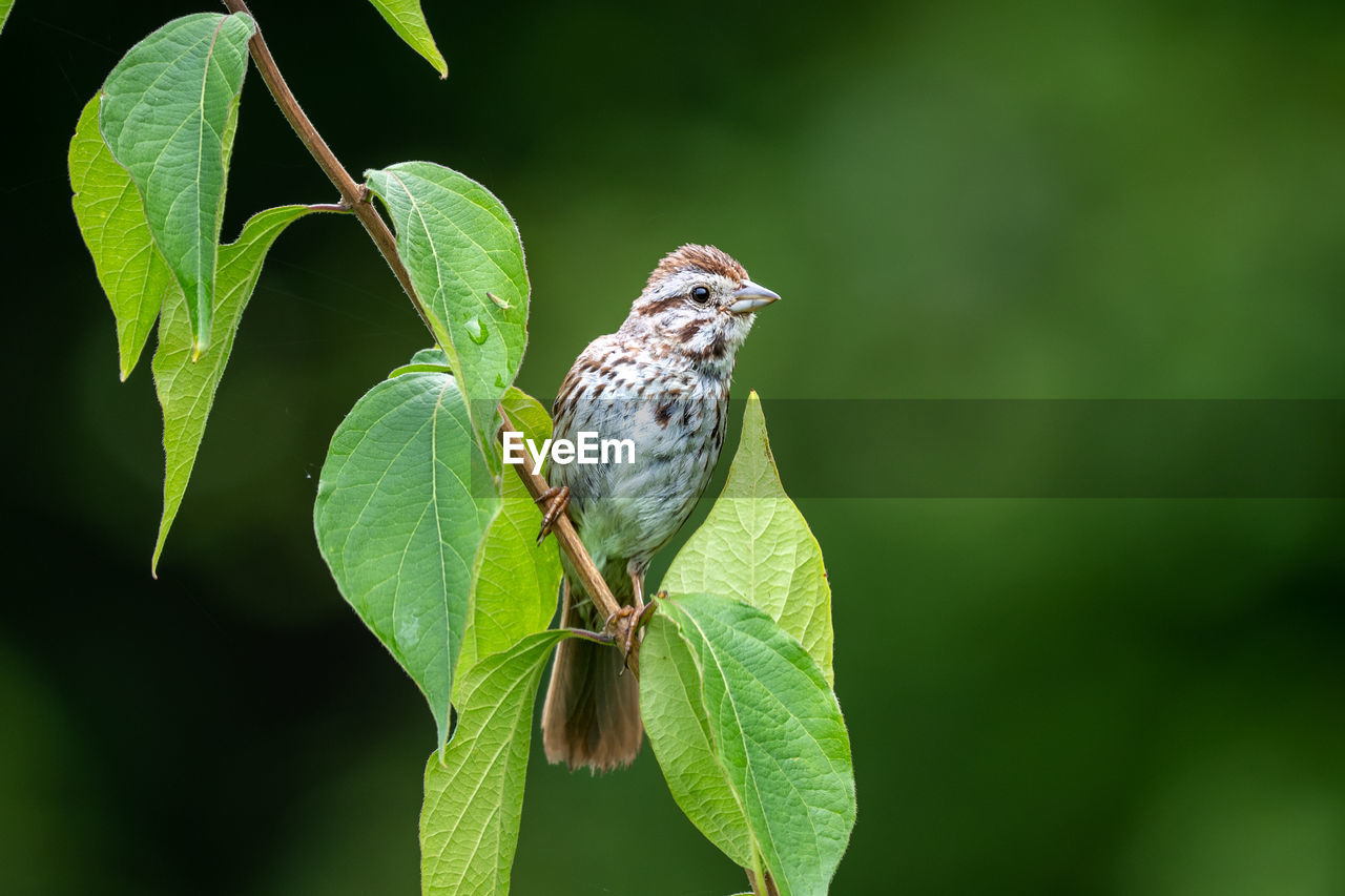 low angle view of bird perching on plant
