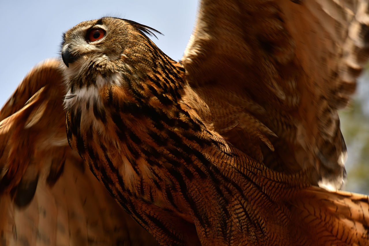 Close-up of a bird of prey