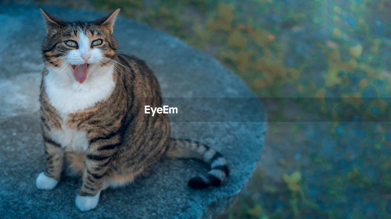 Portrait of a cat looking away