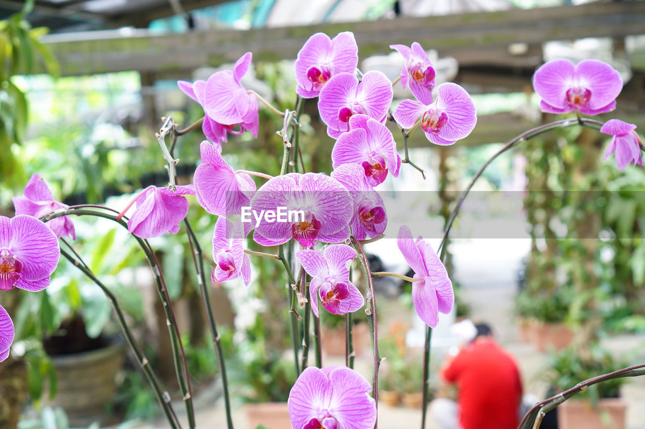 Close-up of pink flowers blooming outdoors