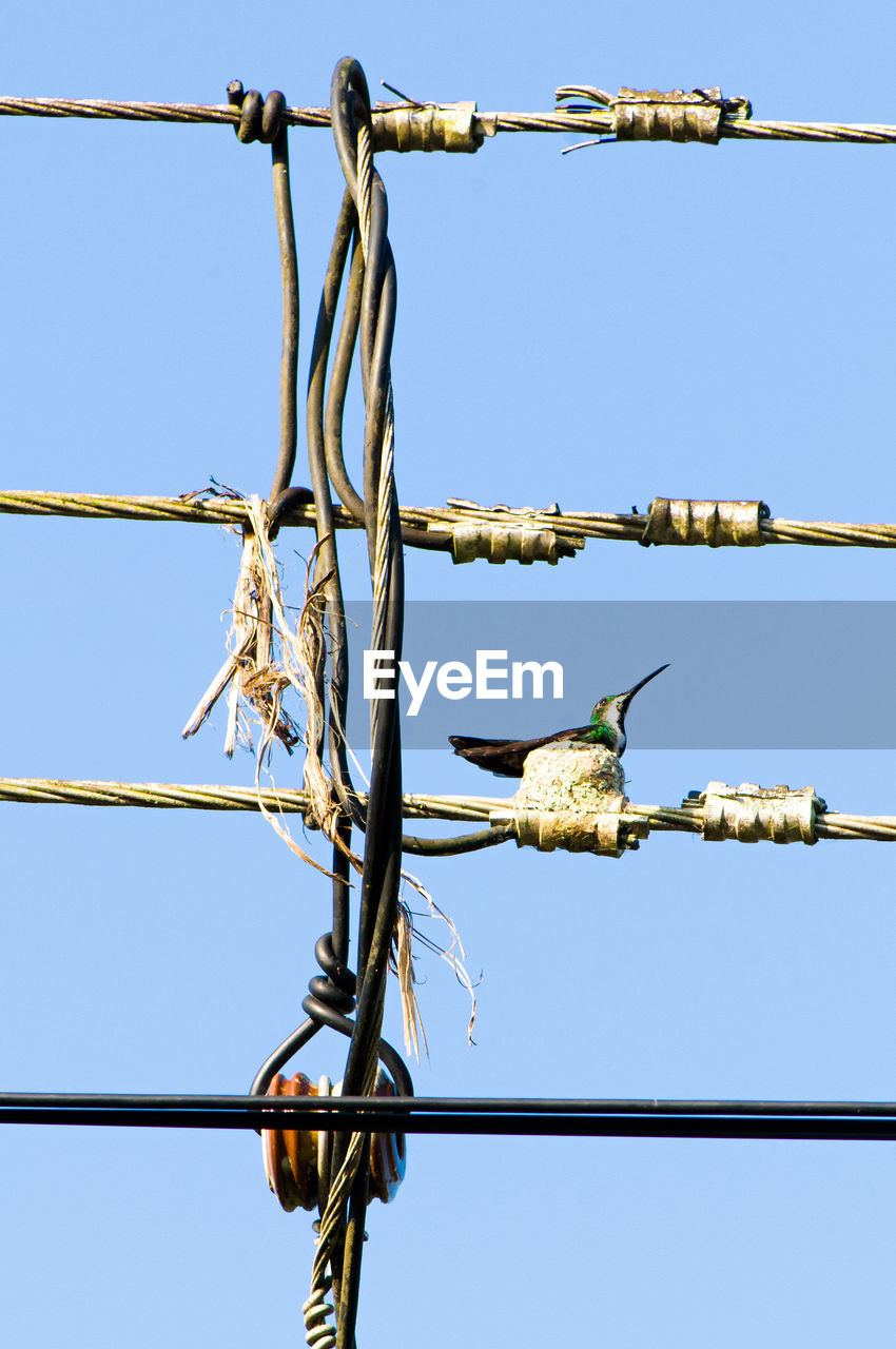 LOW ANGLE VIEW OF BIRD PERCHING ON CABLE