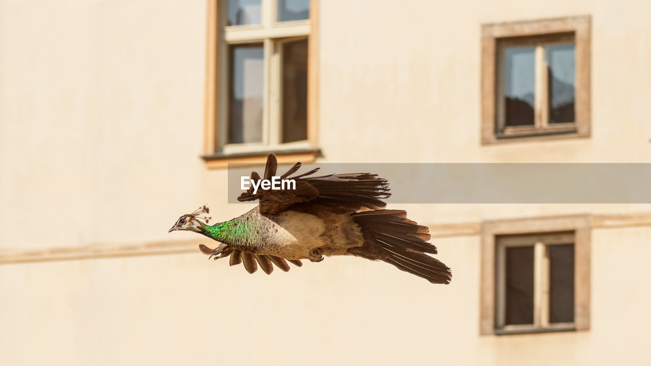 Low angle view of peacock flying against building