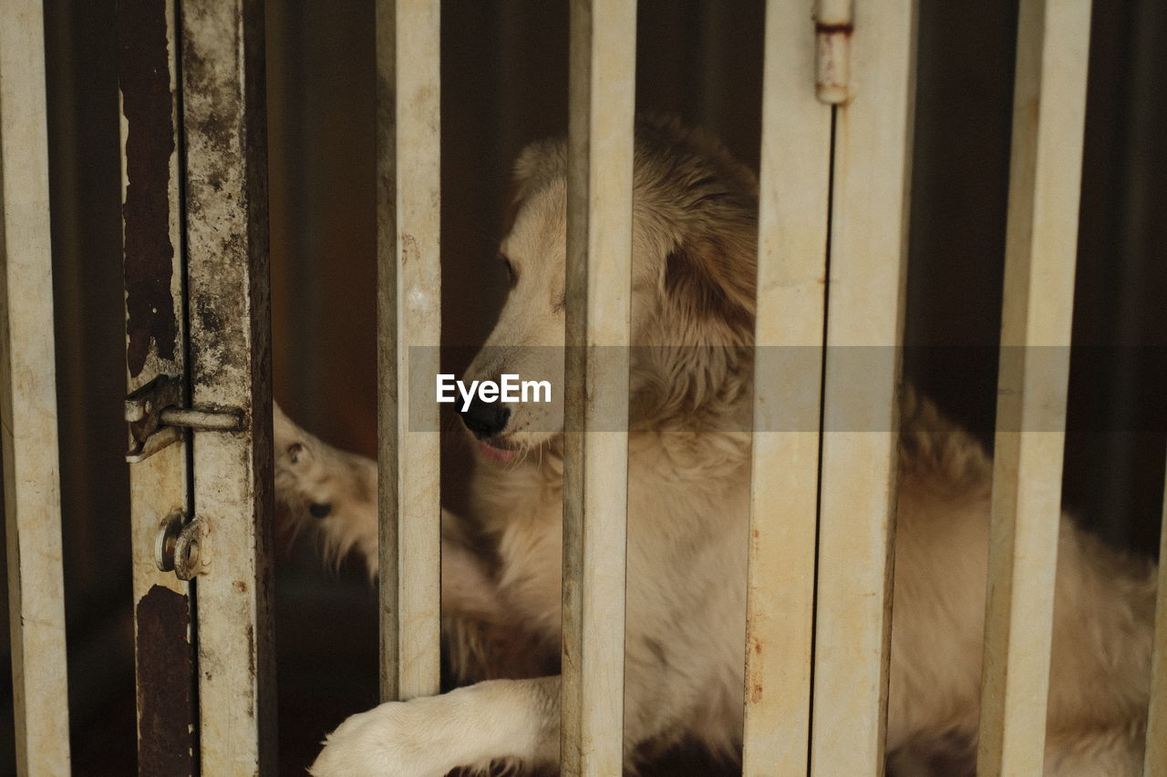 View of dog in cage
