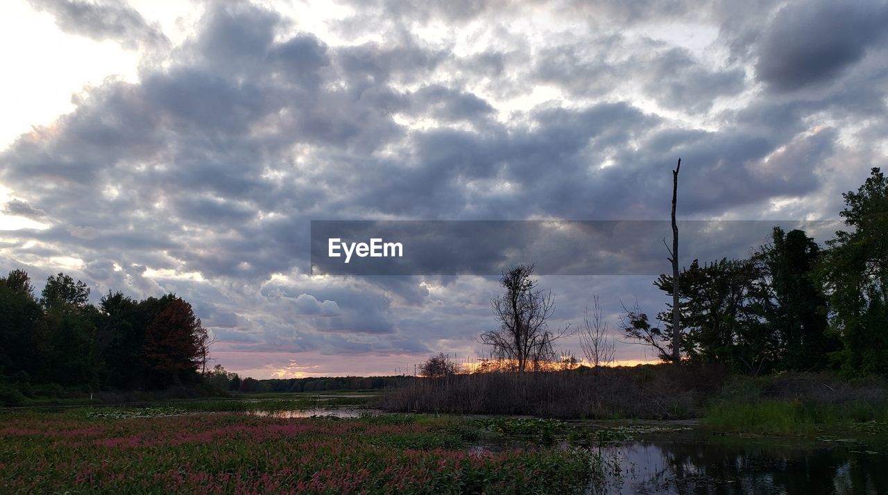 SCENIC VIEW OF TREES ON FIELD AGAINST SKY