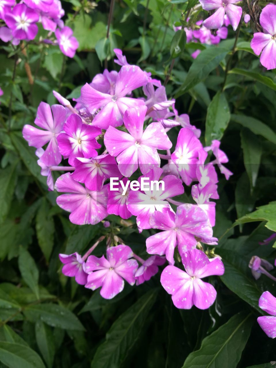 CLOSE-UP OF PURPLE FLOWER BLOOMING OUTDOORS