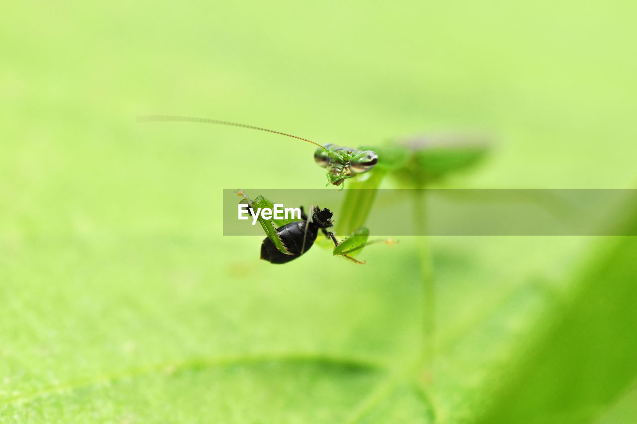 INSECT ON PLANT