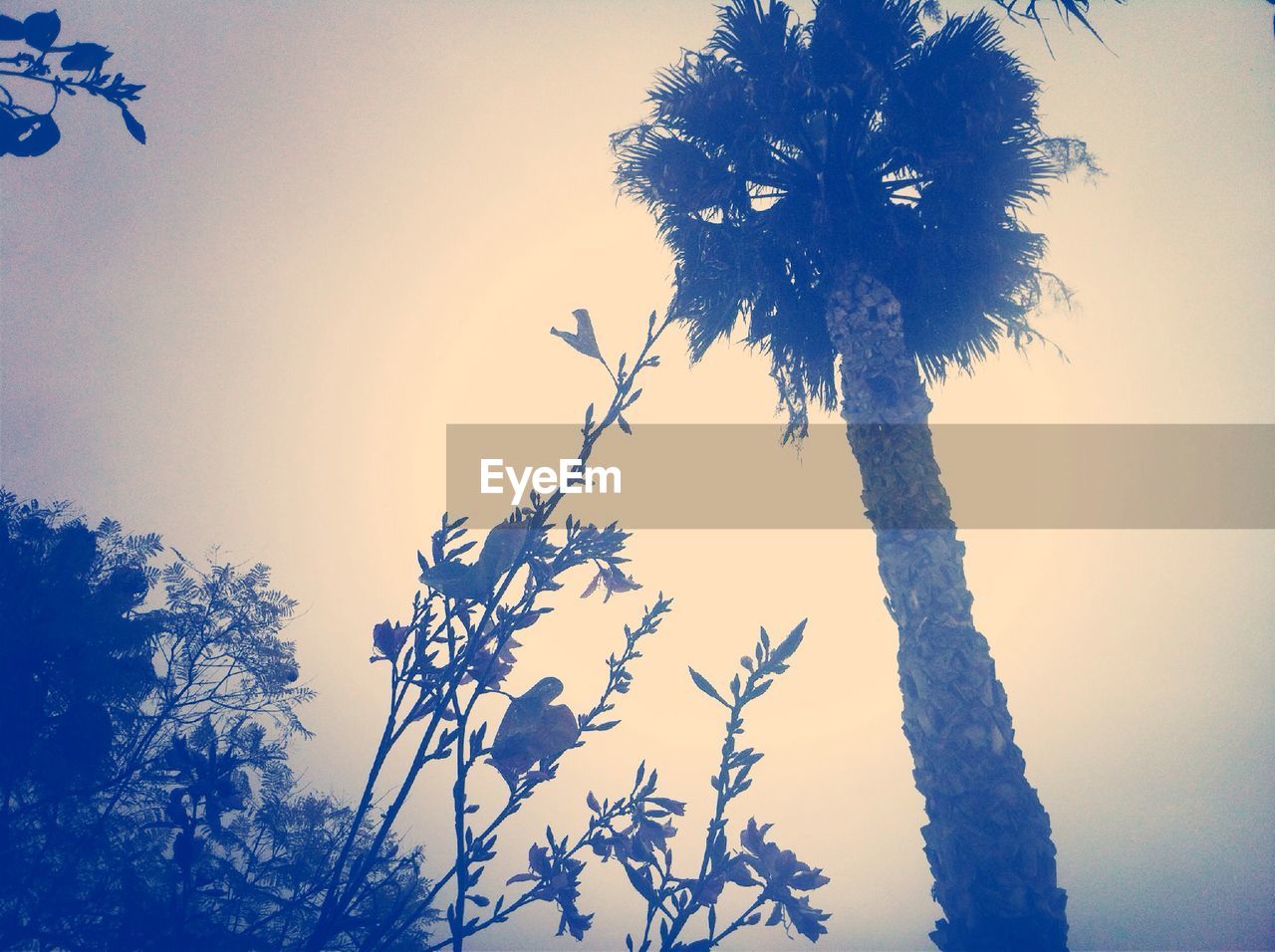 Low angle view of plant and tree against sky
