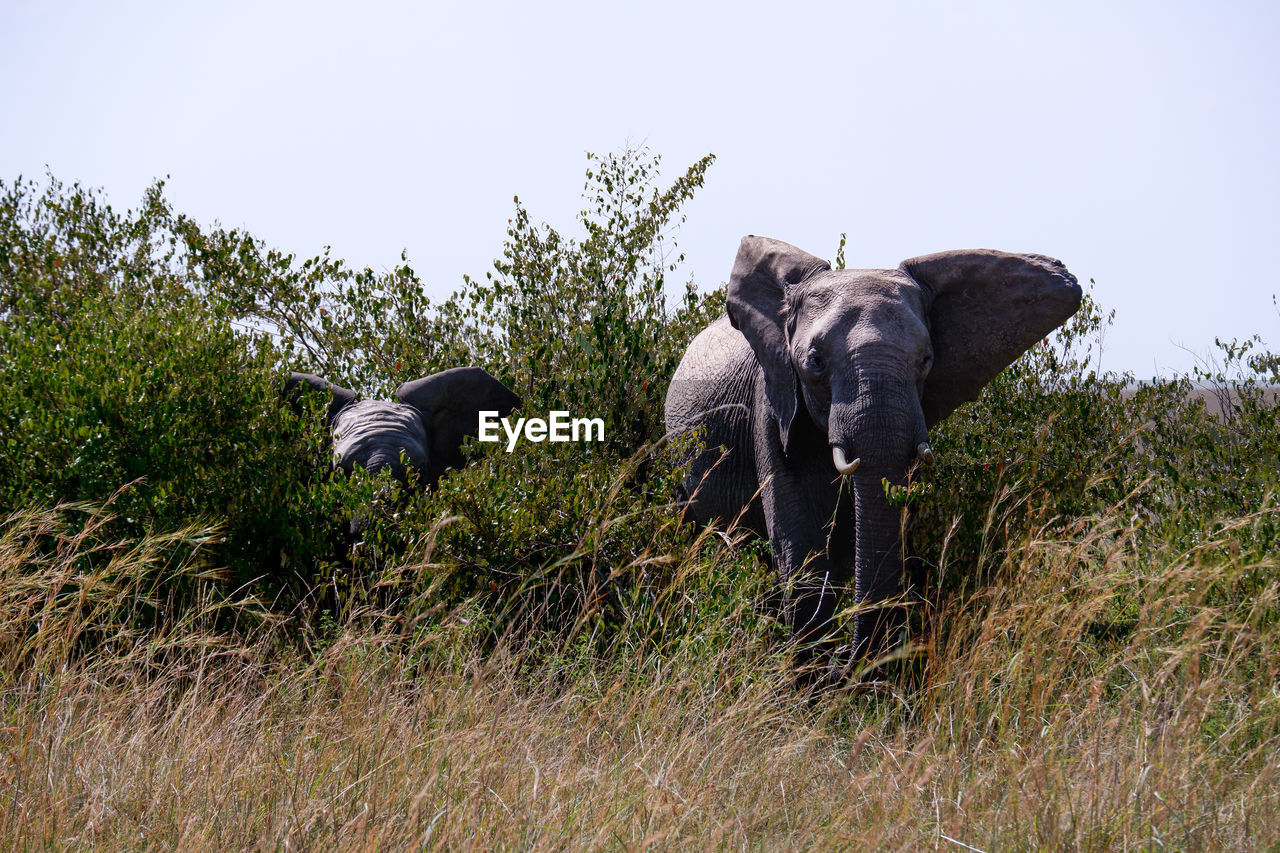 Baby elephant walks with mom through grass in the maasai mara, kenya