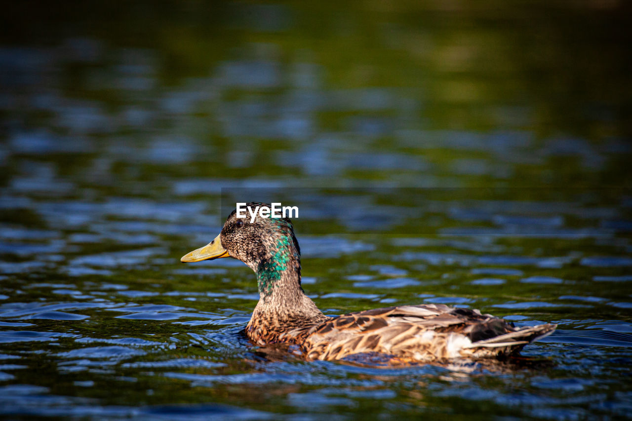 DUCK ON A LAKE