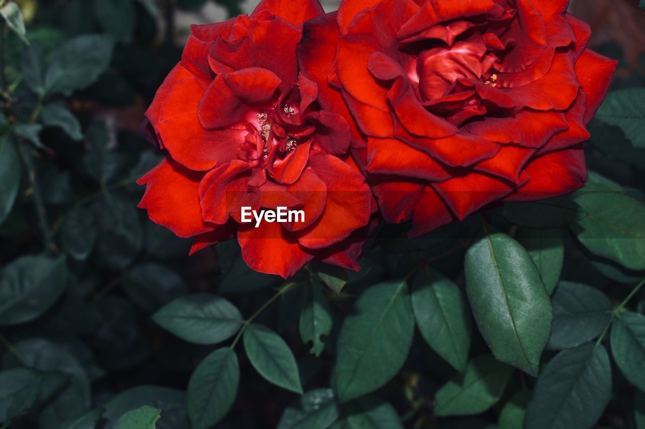 CLOSE-UP OF RED ROSES