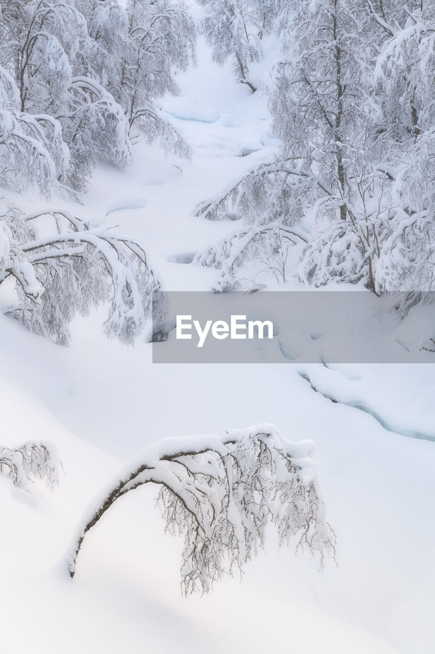 Snow covered trees on senja island