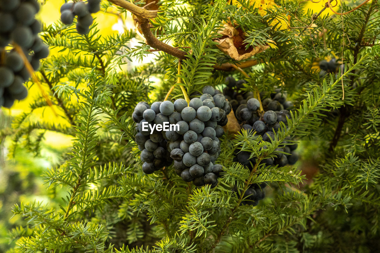 LOW ANGLE VIEW OF FRUITS ON PLANT