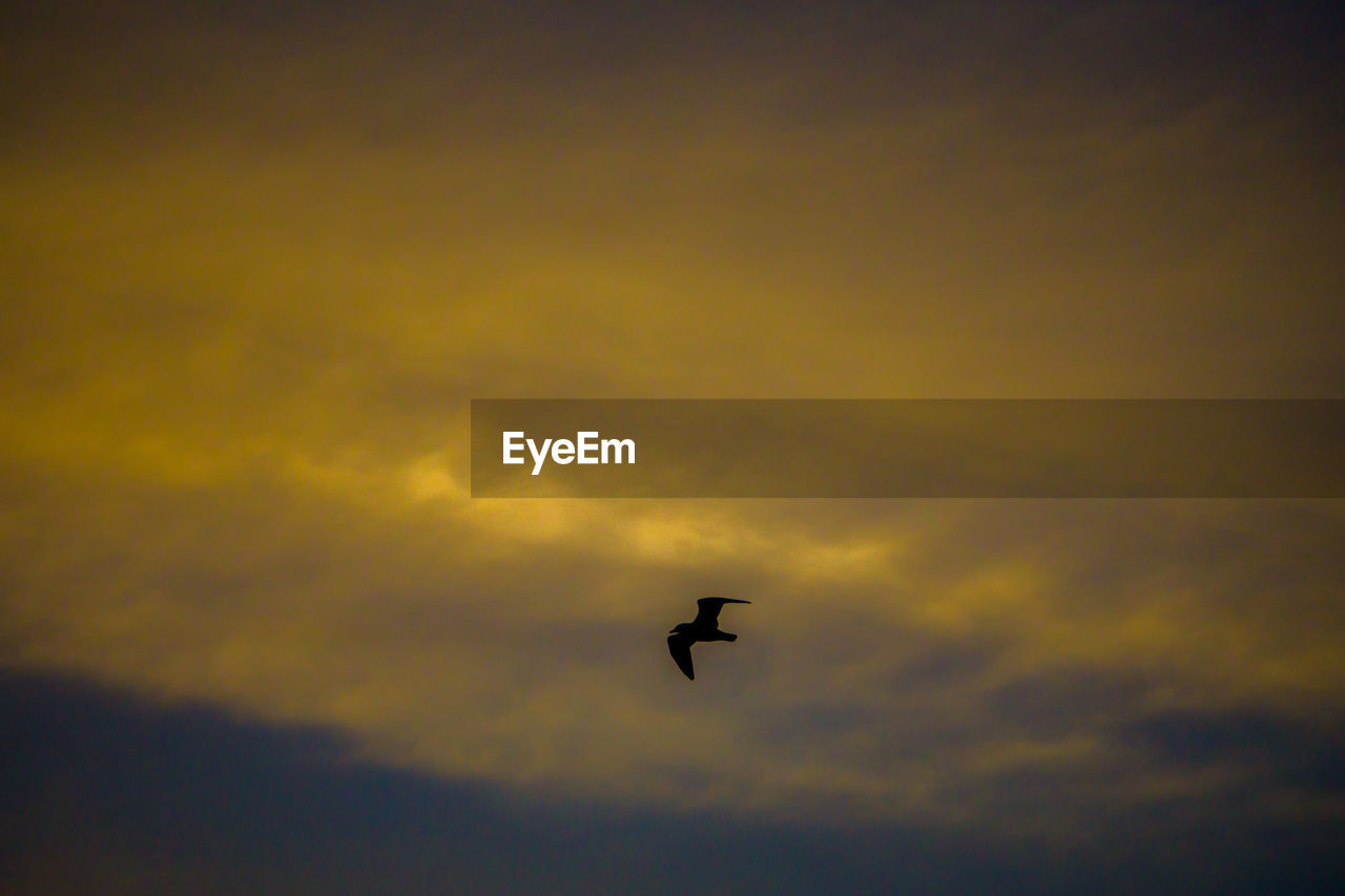 SILHOUETTE OF BIRD FLYING AGAINST SKY