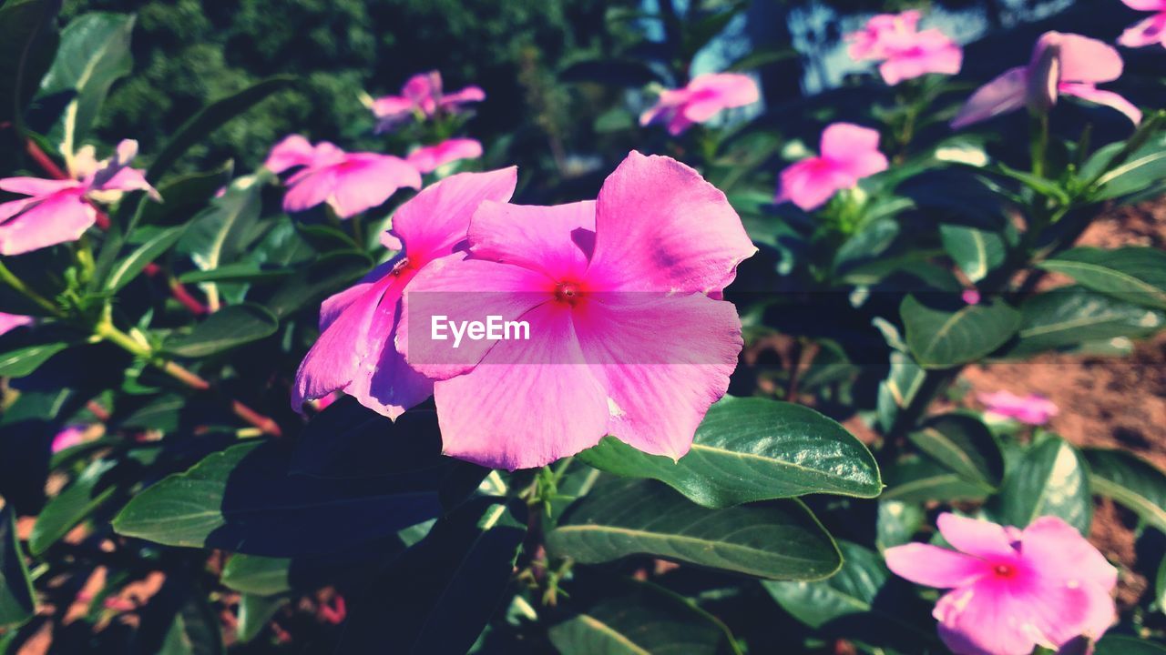 Close-up of pink flower