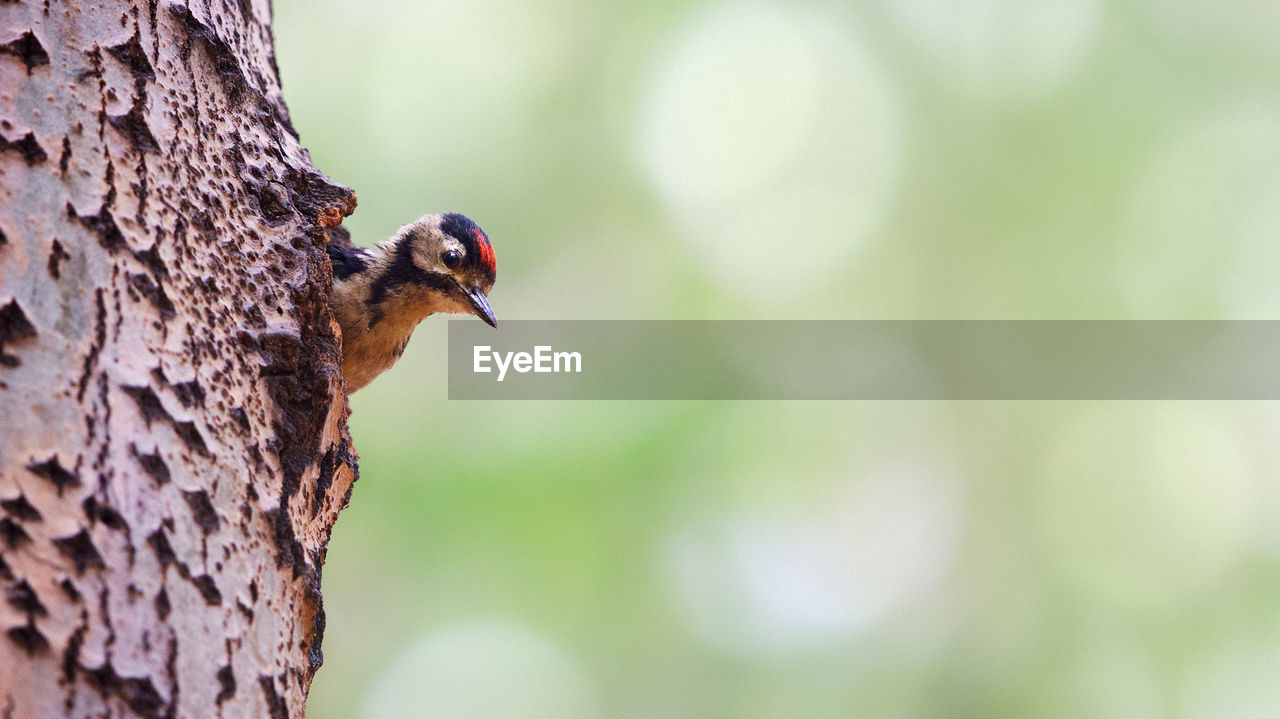 Close-up of woodpecker perching on tree trunk