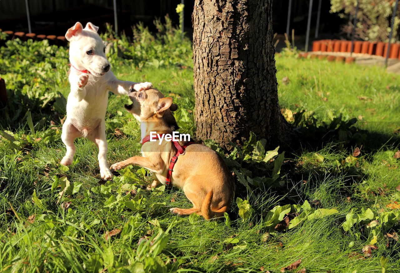 Dogs playing on grassy field