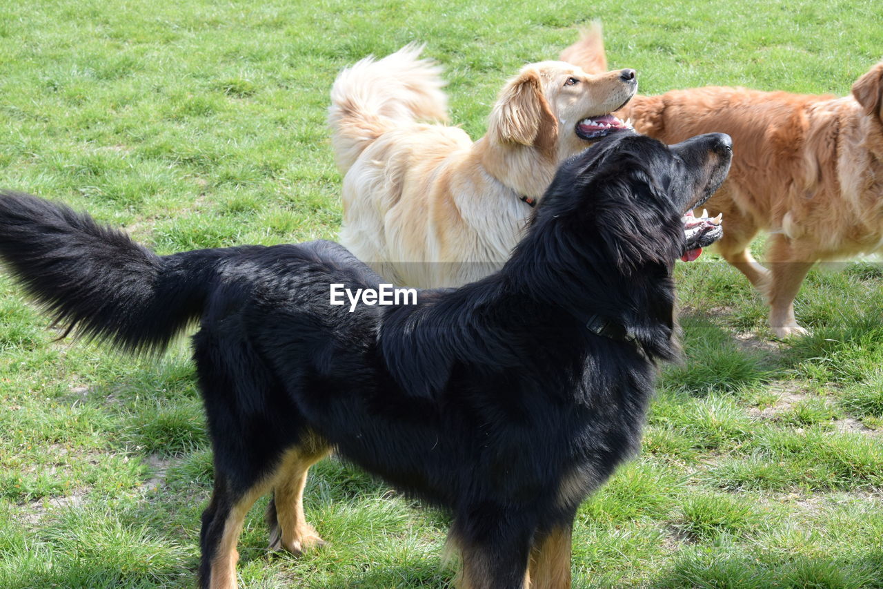 PORTRAIT OF DOG ON FIELD